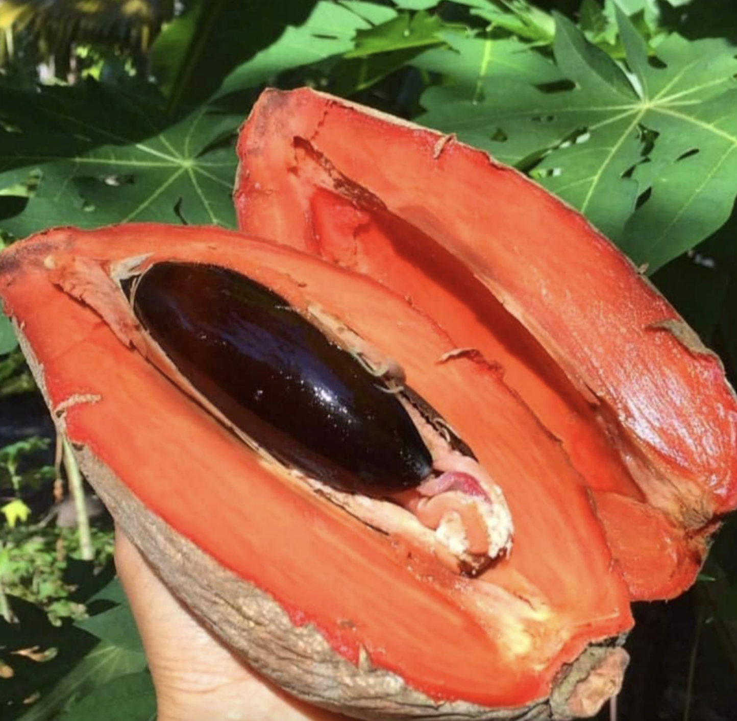 Naturalny owoc Sapote